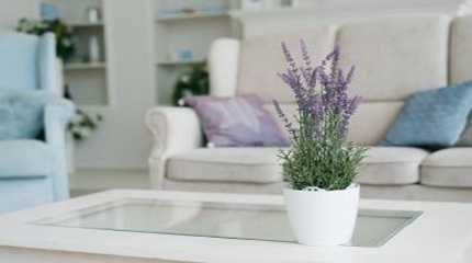 Add Scented Plants, Maid Services